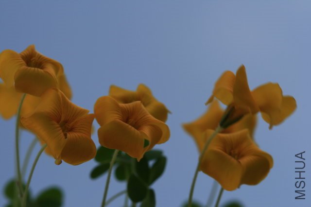 Lobata 2009 11 07_3.jpg