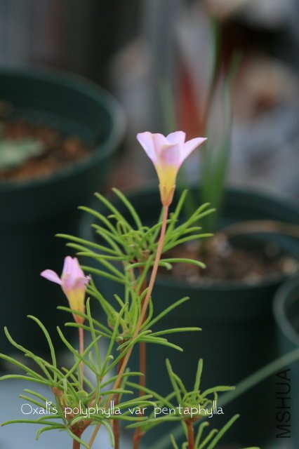 Polyphylla var pentaphylla 2009 11 07_1.jpg