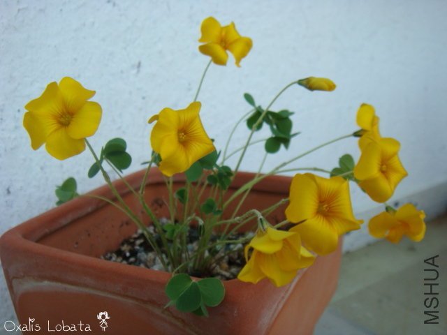 Lobata 2009 11 07_2.jpg