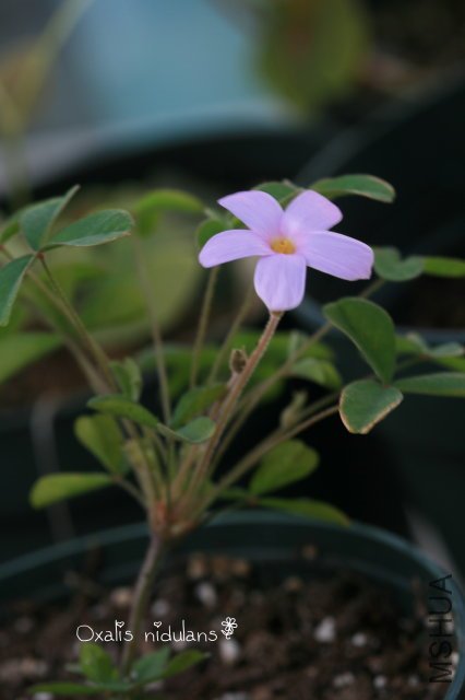 Nidulans 2009 11 07_2.jpg