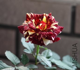 IMG_2432.JPG