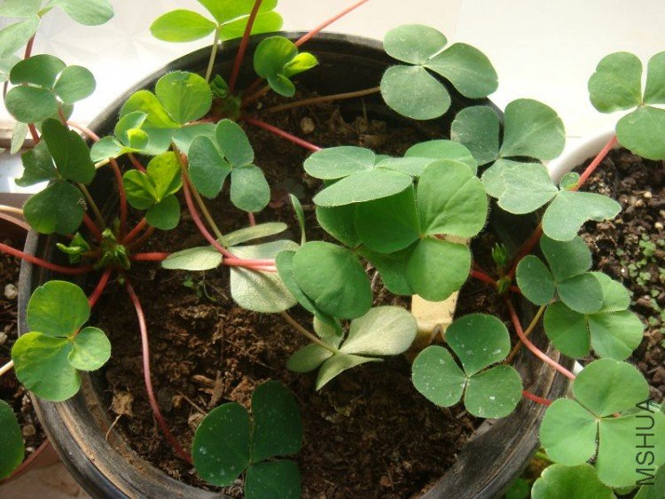 ��ܽ��,�ֵ���,���������л�����