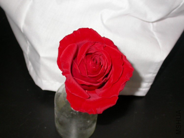 DSCN9613.JPG