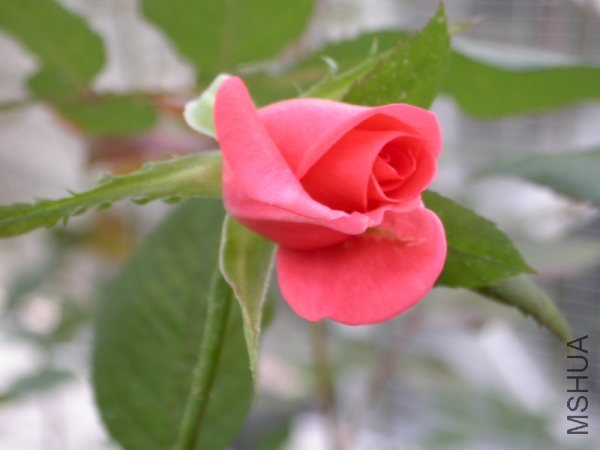 DSCN9740.JPG