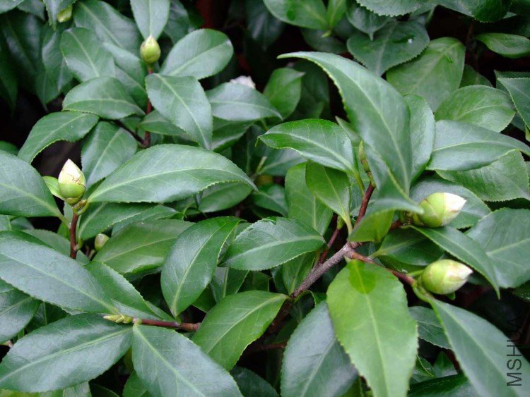 ���� 09-11-9f 02911.jpg