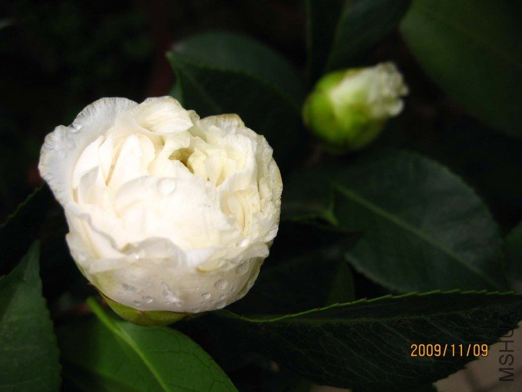 ���� 09-11-9 (4).jpg