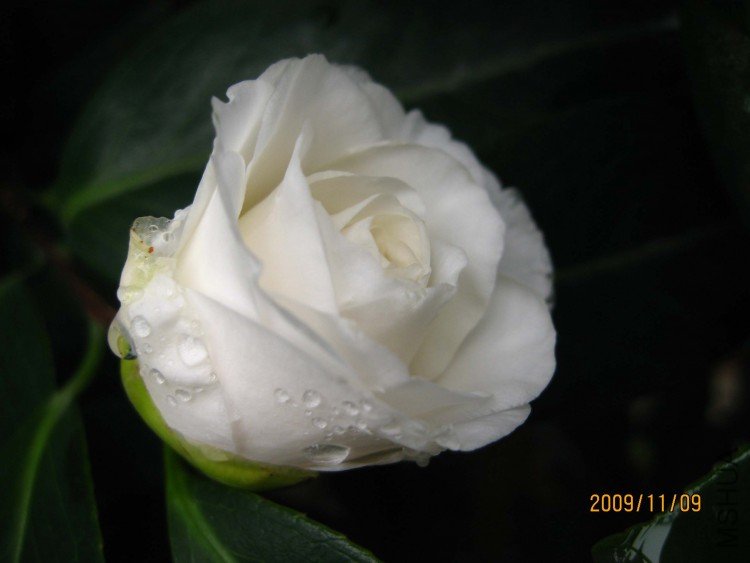 ���� 09-11-9 (3).jpg