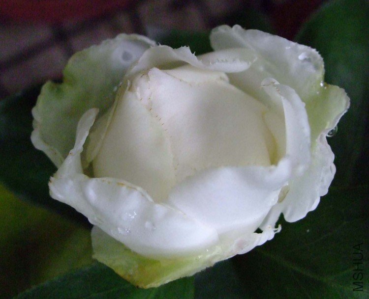 ���� 09-11-9f (2).jpg