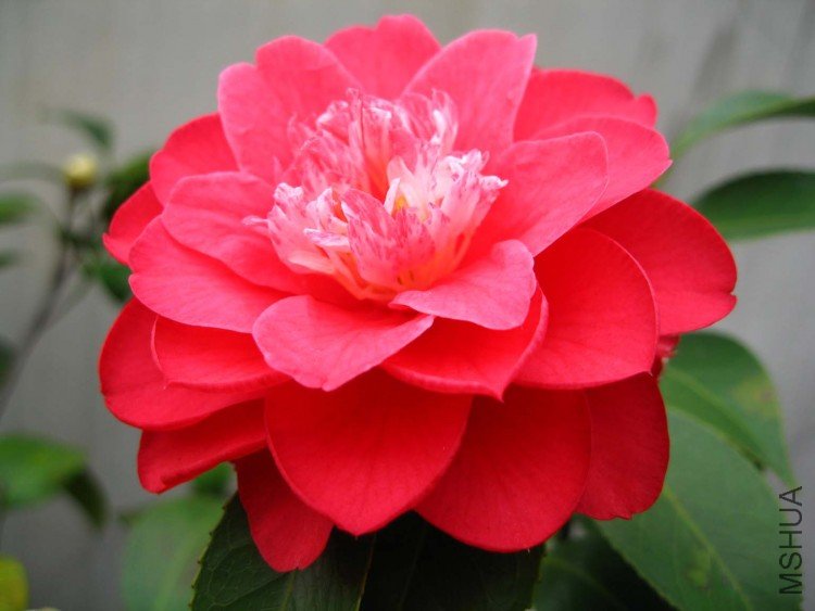 Ʒ�� 08-4-22.jpg