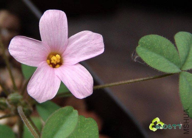 Oxalis nidulans.JPG