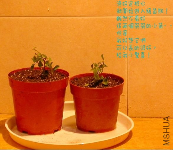 20090922_68c04c58adb12c0416f7Ozud5Pb8h2Dp.jpg