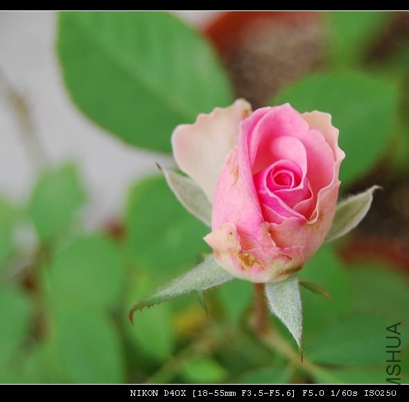 20091109_70da8dc733e049cc23d8y9ABiyFJ2agP.jpg