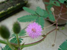 DSCN7260.JPG