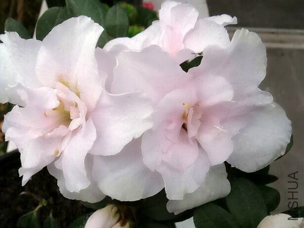 DSC01780.JPG
