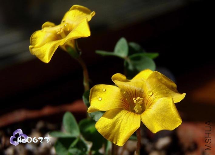 Oxalis lobata.JPG