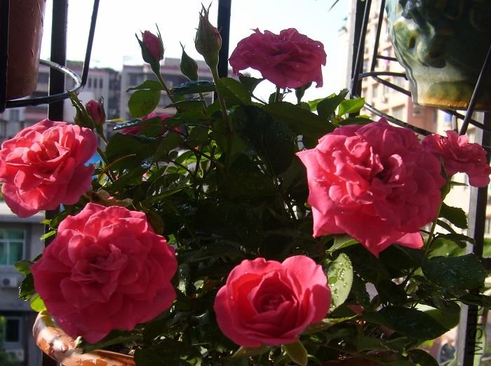 ��Ƭ09 50156.jpg