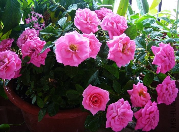 ��Ƭ09 50167.jpg