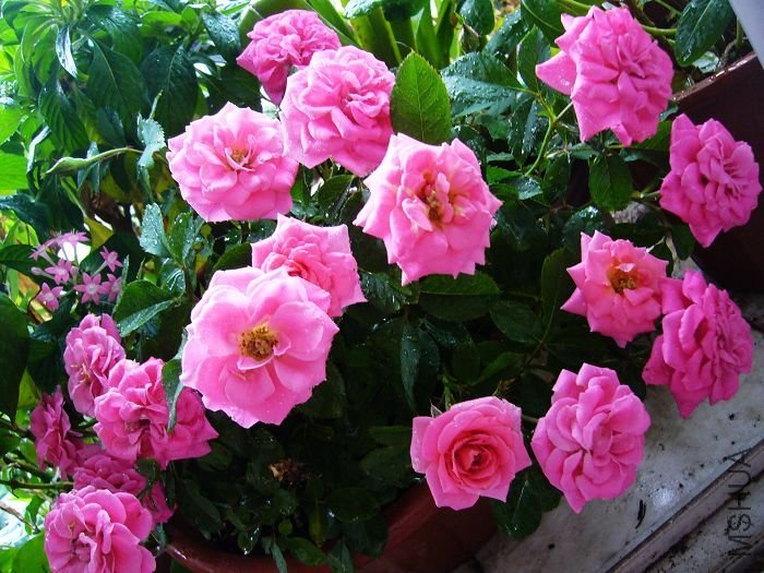 ��Ƭ09 50168.jpg