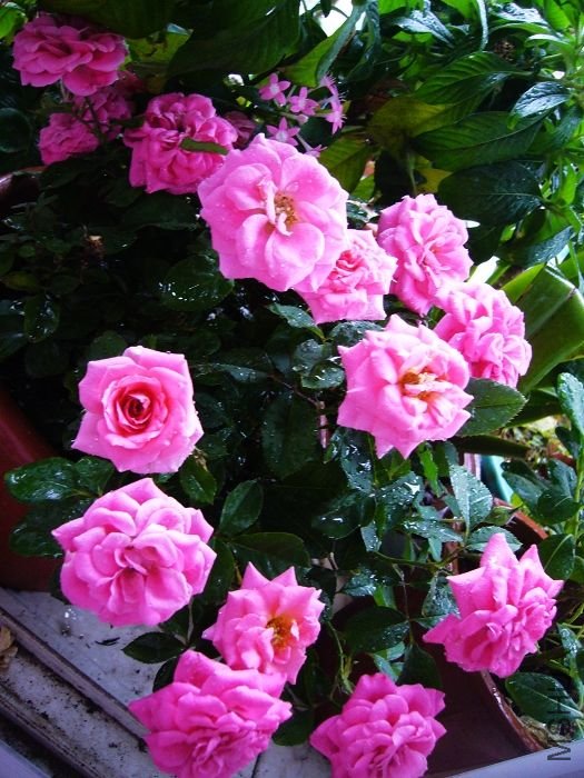 ��Ƭ09 50166.jpg