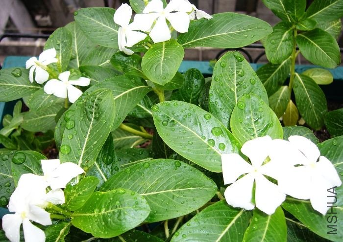 ��Ƭ09 50153.jpg