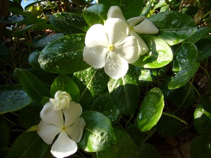 ��Ƭ09 50158.jpg