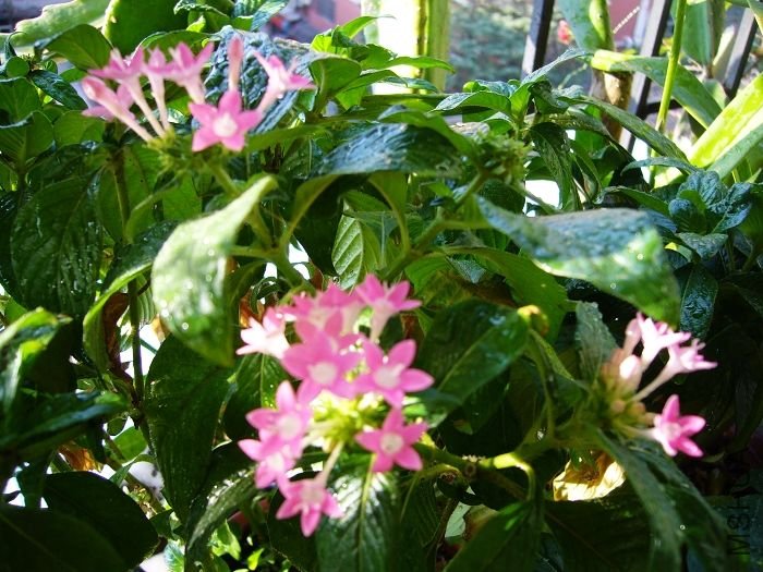 �������ɵ��