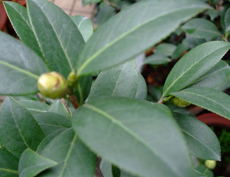 �δ� (ŭ��)09-11-11f.jpg