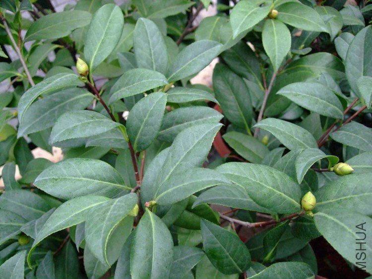 ̫���� (ŭ��)09-11-11f (3).jpg