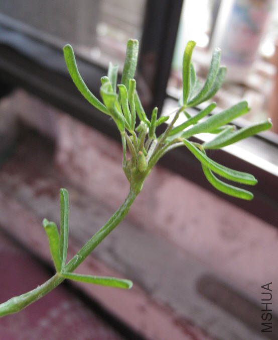 2009-11-05 ˫ɫ-�ǲ����л�����.jpg