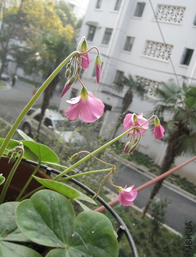 2009-11-05 �ڿ�Ĵ��.jpg