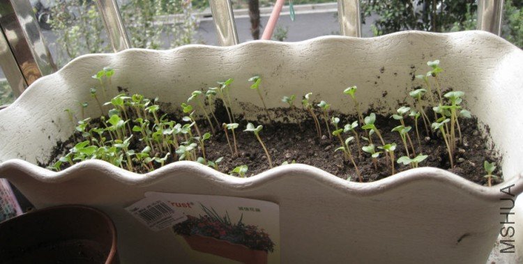 2009-11-09 �ܲ���.jpg