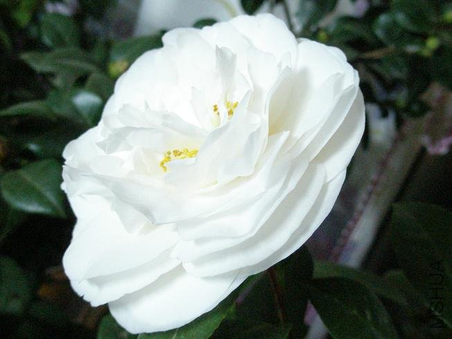 PB113683.JPG