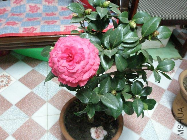 PB113677.JPG
