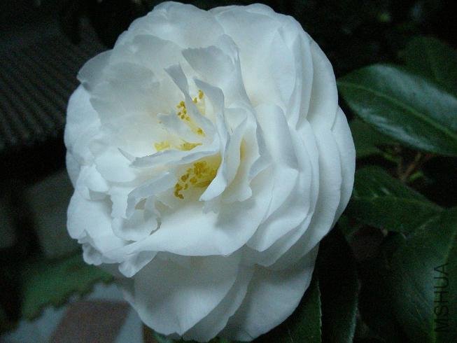 PB113671.JPG