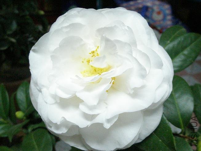 PB113670.JPG