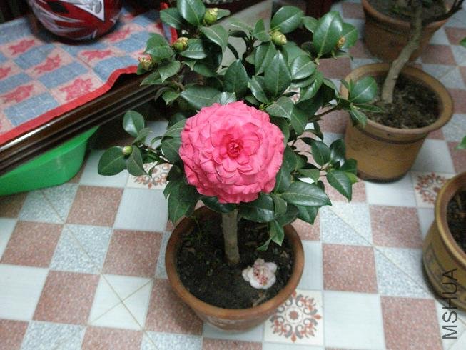 PB113678.JPG