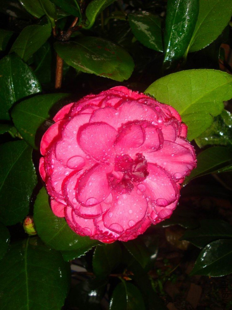 DSC03586.JPG