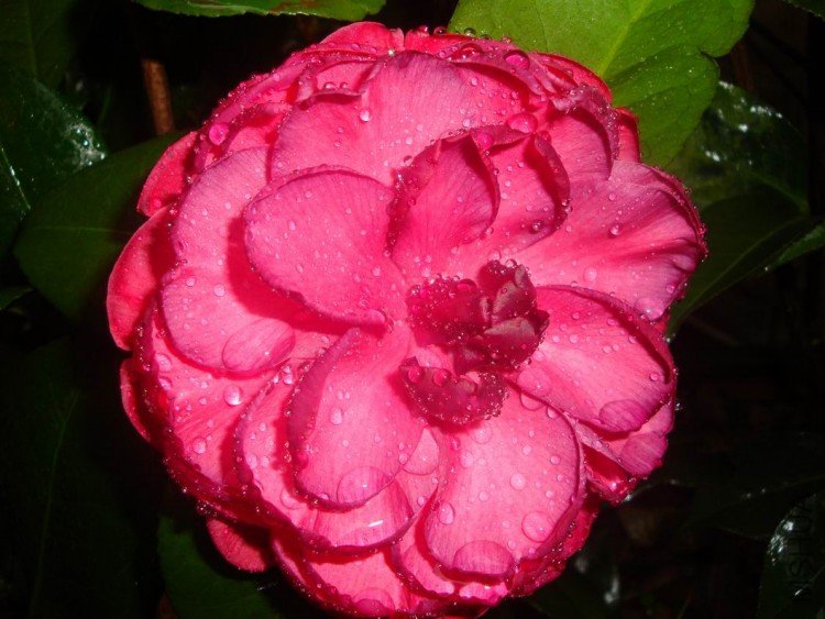 DSC03584.JPG