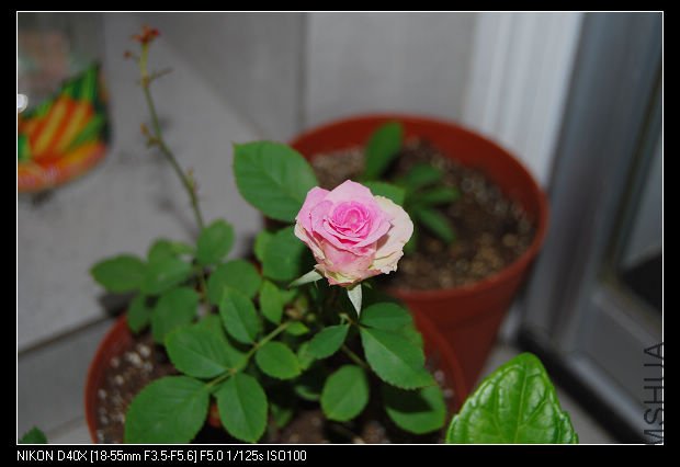DSC_0373.jpg