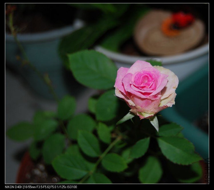 DSC_0374.jpg