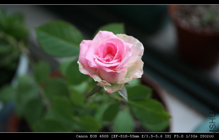 IMG_5815.jpg