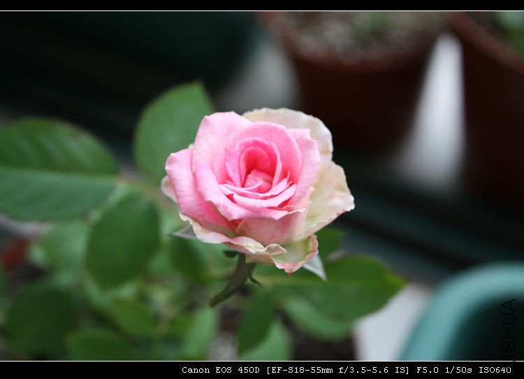 IMG_5796.jpg