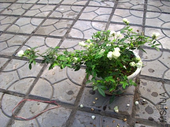IMG_2414.JPG