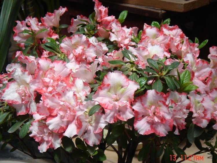 ���� DSC02682.JPG