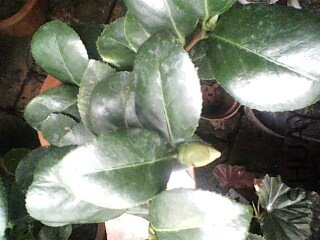 IMG5A.jpg