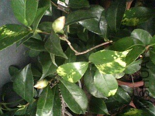IMG10A.jpg