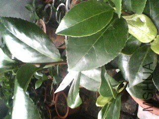 IMG4A.jpg