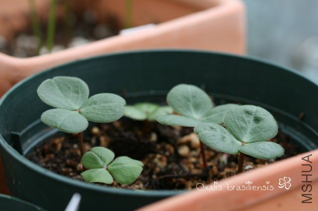 brasiliensis 2009 11 14.jpg