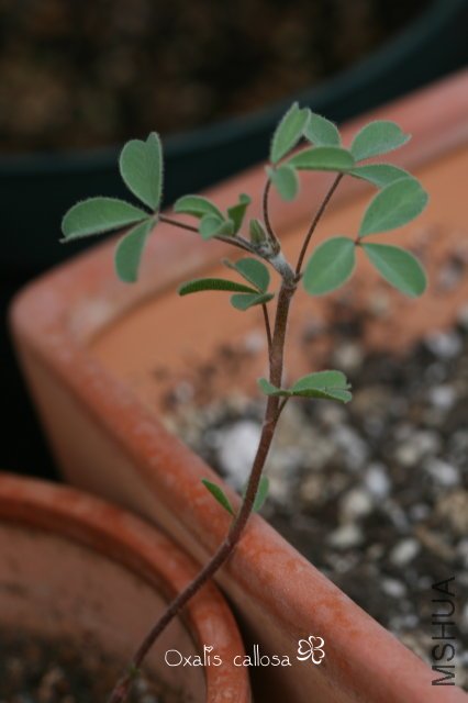 callosa 2009 11 14.jpg