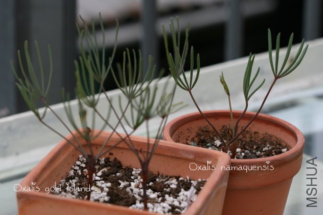 namaquensis 2009 11 14.jpg